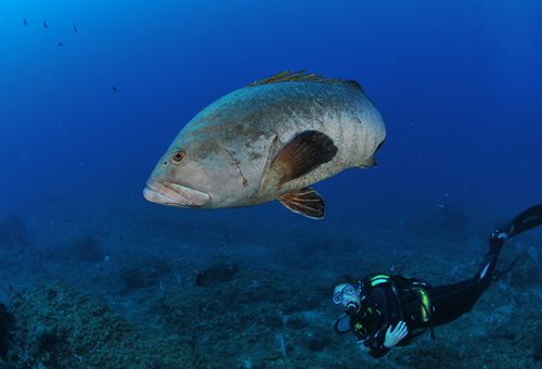 Open Water Diver