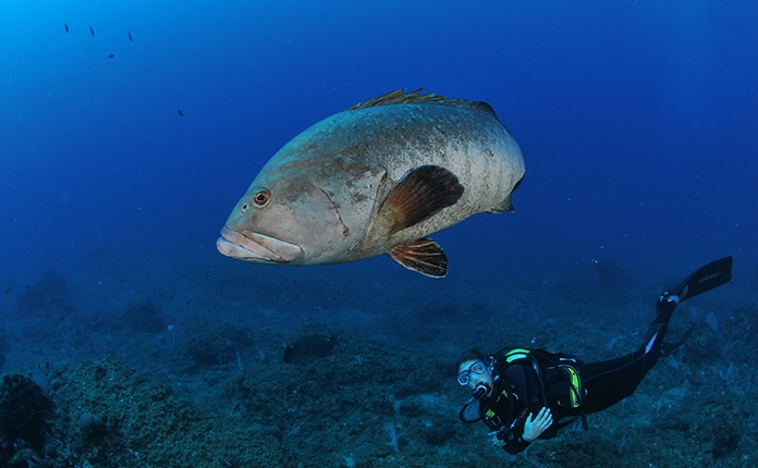 Update - Scuba Diver a Open Water Diver