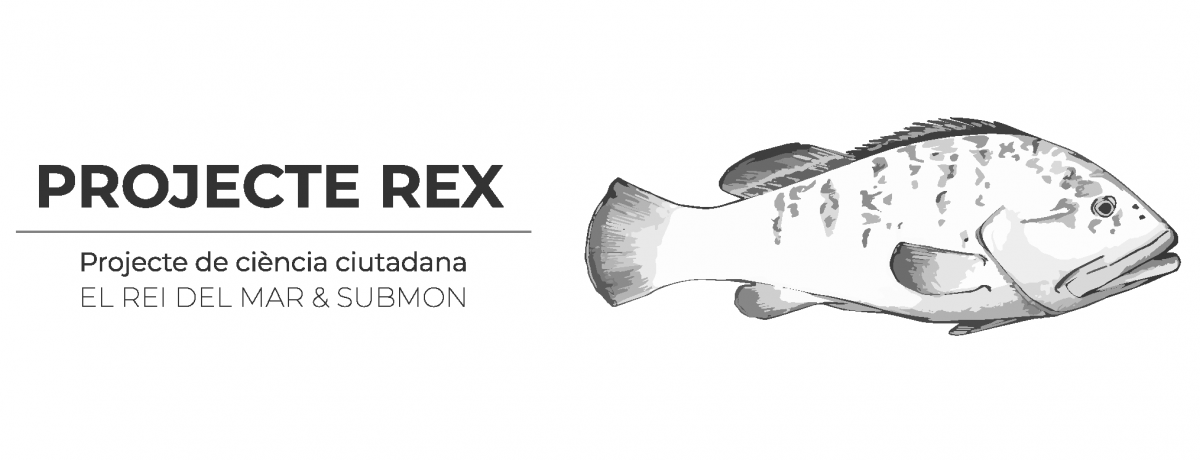 Projet Rex