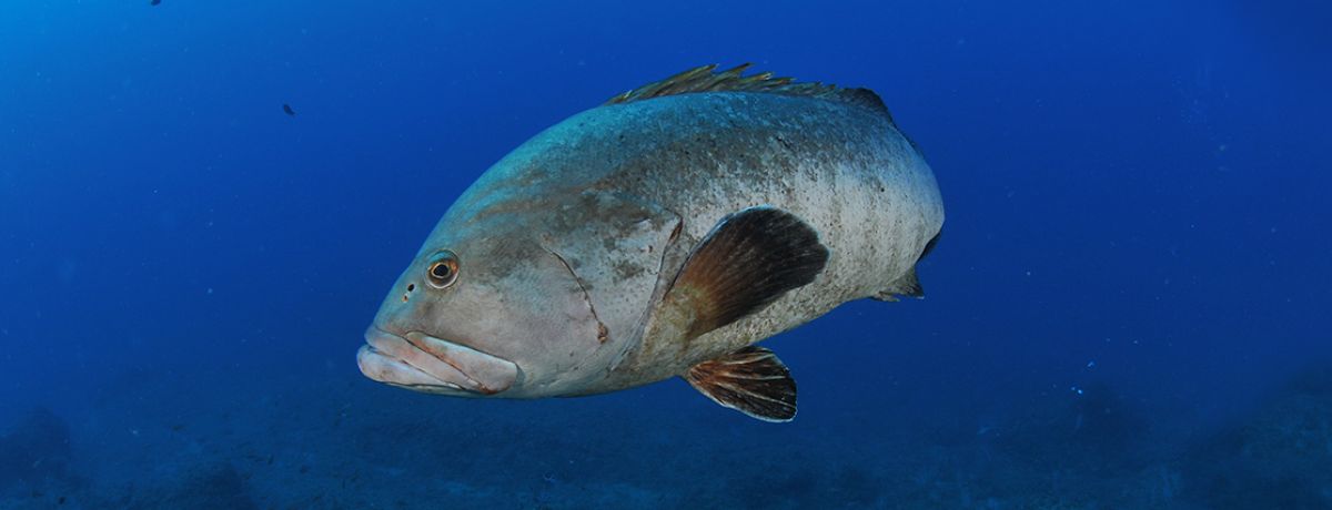 The grouper