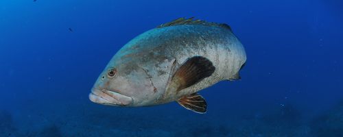 The grouper