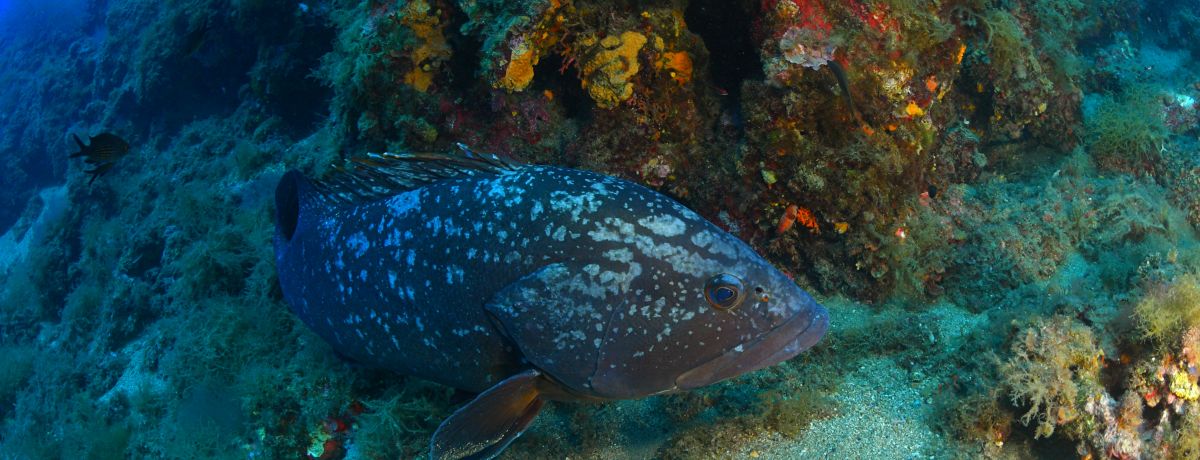 Ferranelles