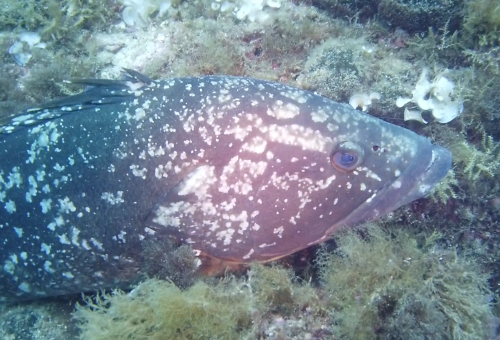 Ferranelles