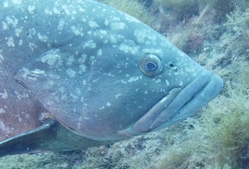 Ferranelles