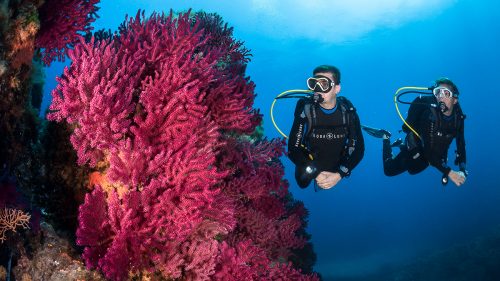 PACK OF 2 GUIDED DIVES IN THE MEDES ISLANDS